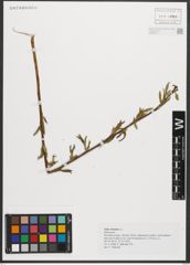 Foto von Salix triandra L.